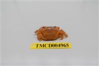 藏品(平背蜞)的圖片